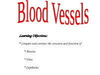 blood vessels (2).pdf